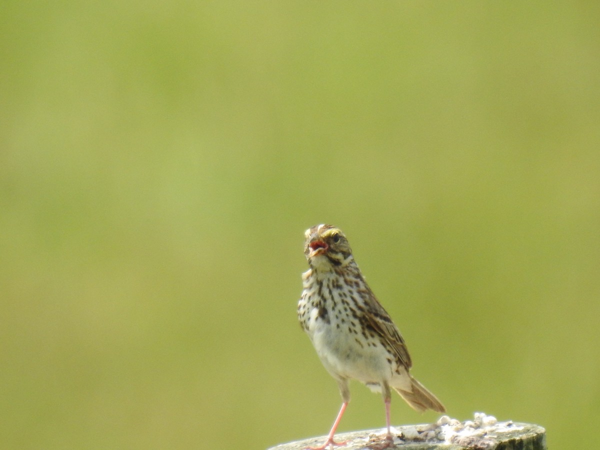 Savannah Sparrow - ML620288455