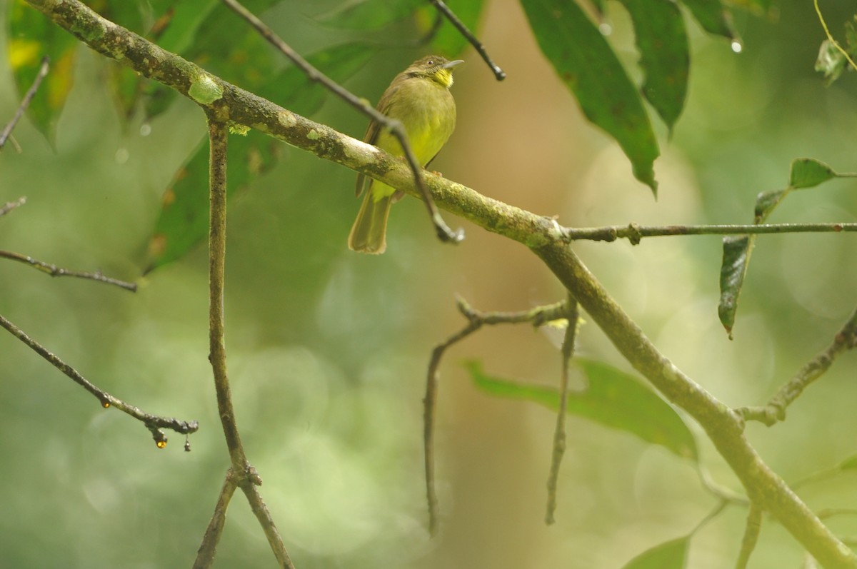 Finsch's Bulbul - ML620288456