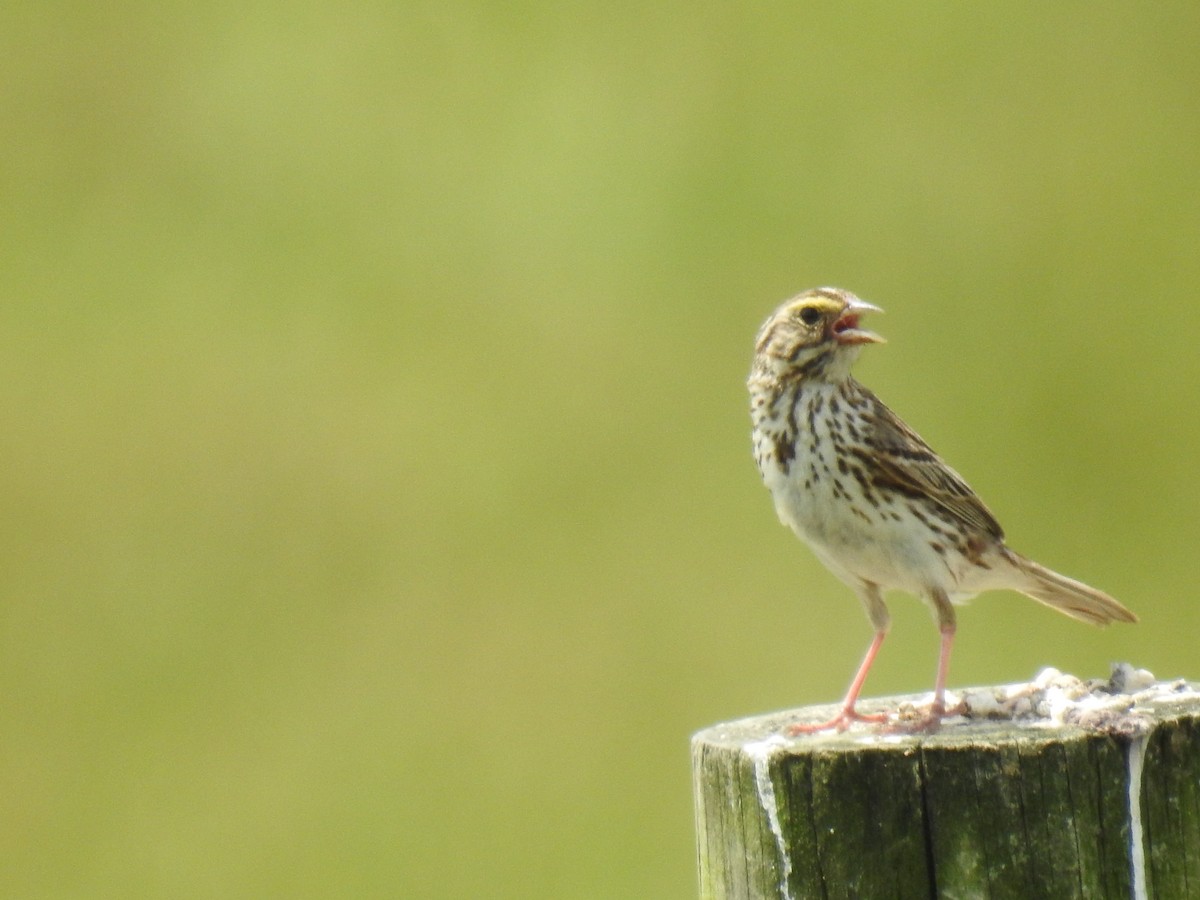 Savannah Sparrow - ML620288458