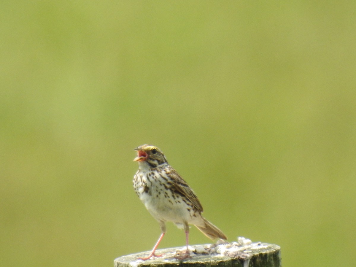 Savannah Sparrow - ML620288459