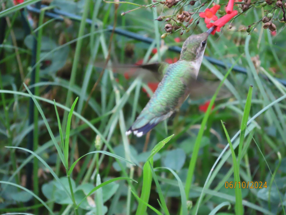 Colibri à gorge rubis - ML620288462