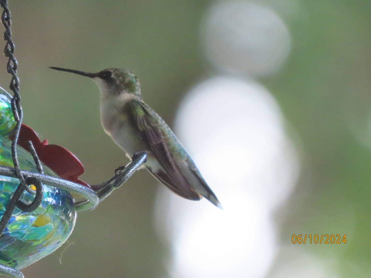 Colibri à gorge rubis - ML620288463