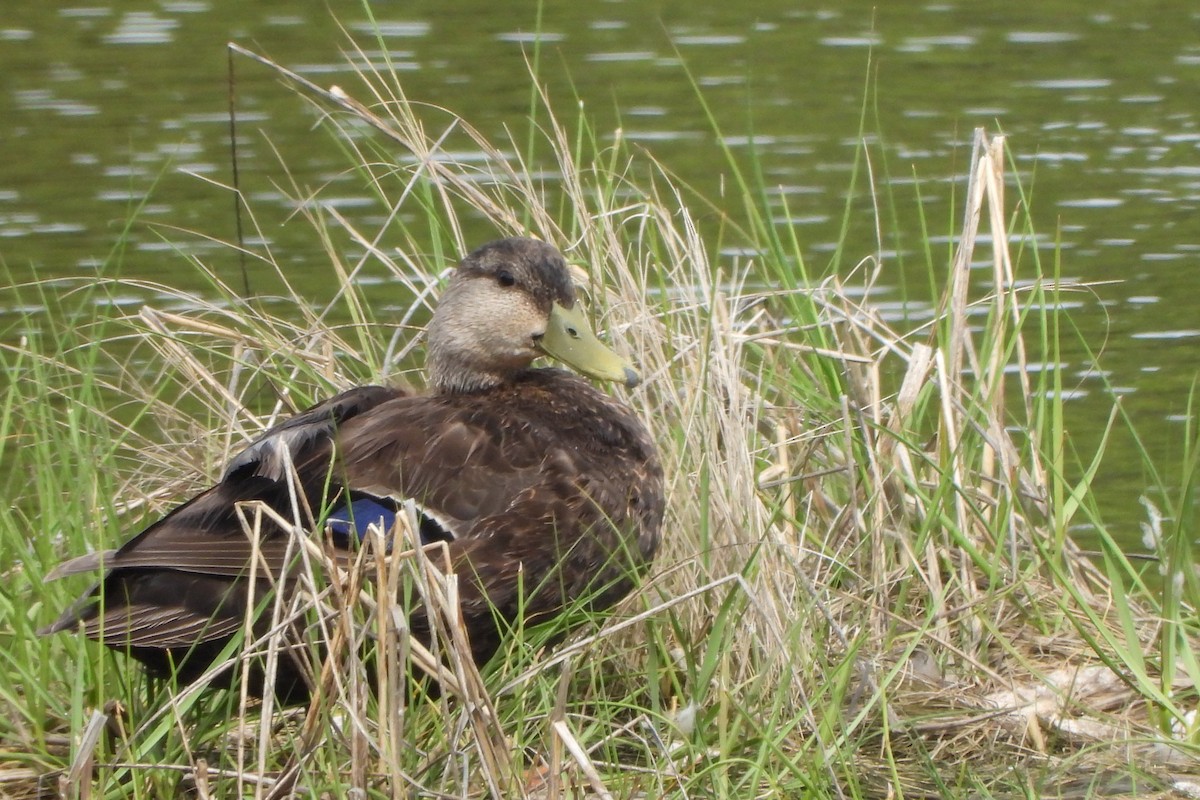 American Black Duck - ML620288466