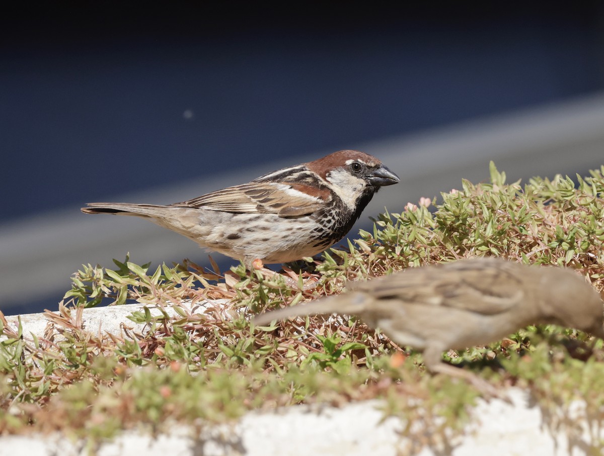 Moineau espagnol - ML620288467