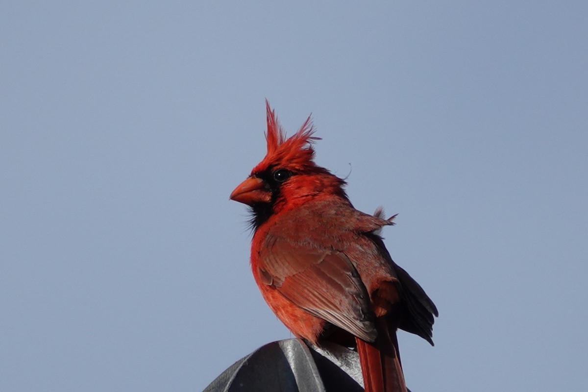 Cardinal rouge - ML620288469