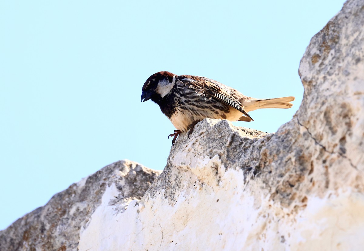 Moineau espagnol - ML620288470