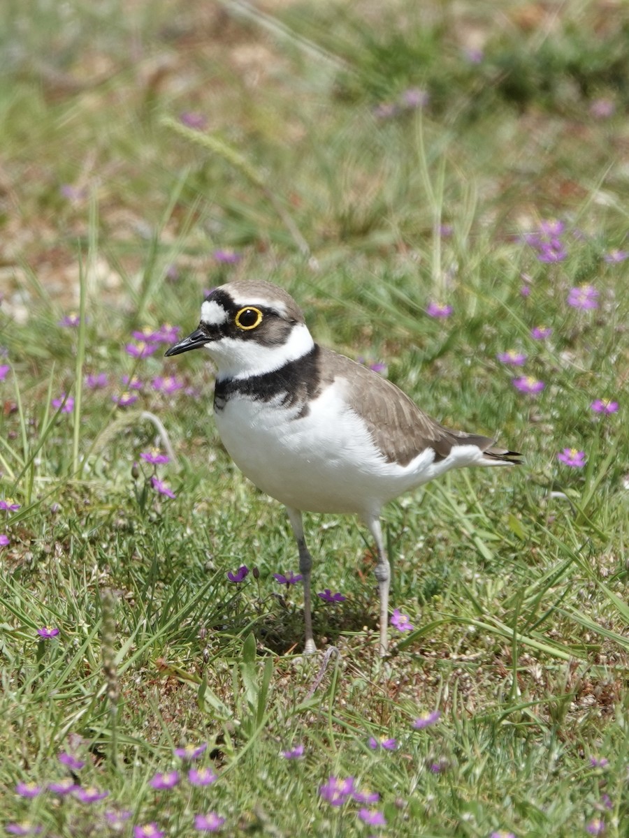 小環頸鴴 - ML620288472