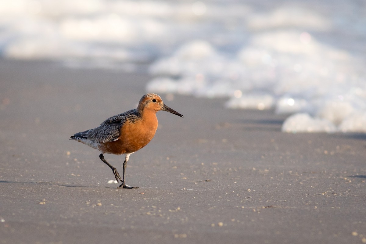 Red Knot - ML620288473