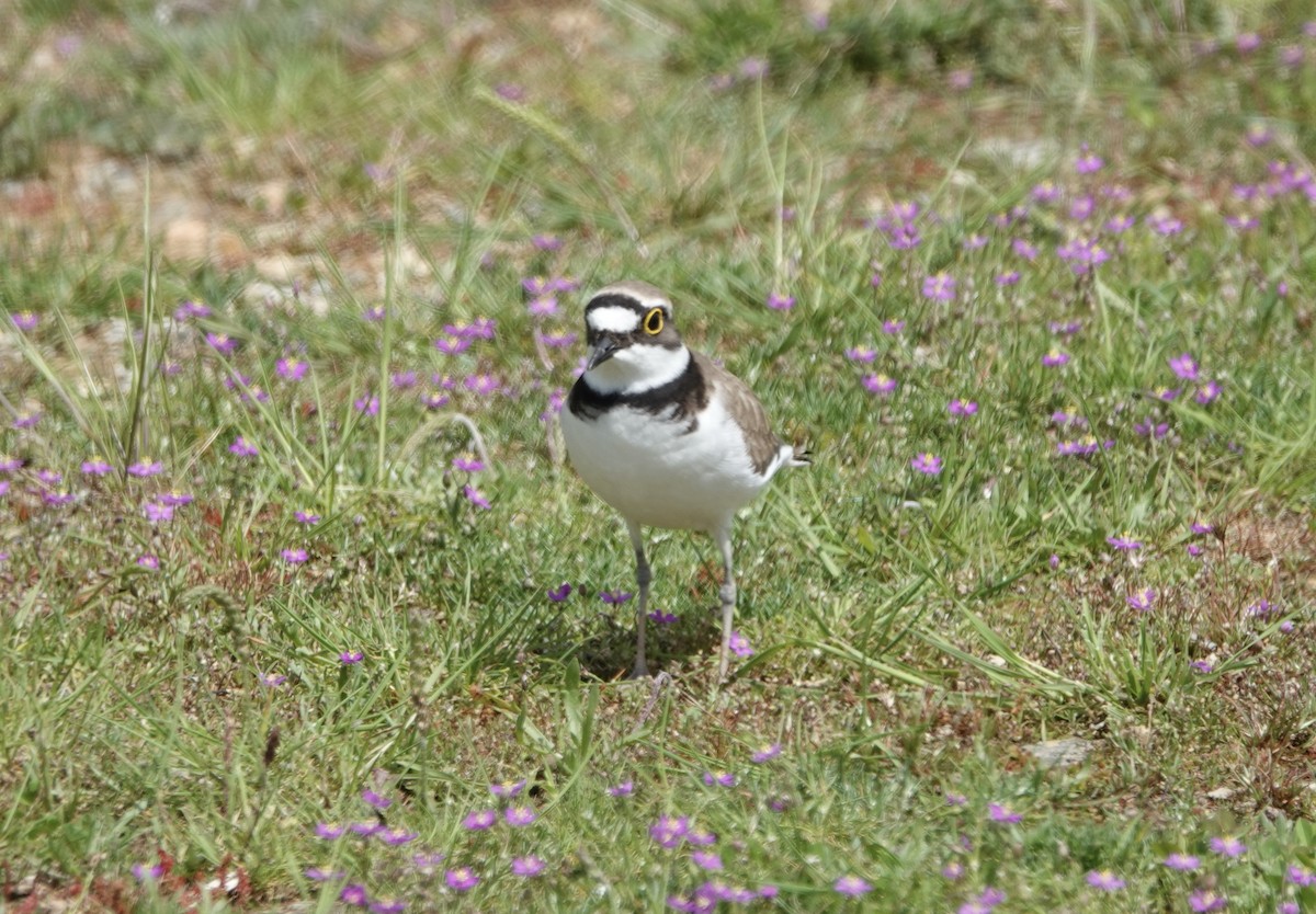 Little Ringed Plover - ML620288475