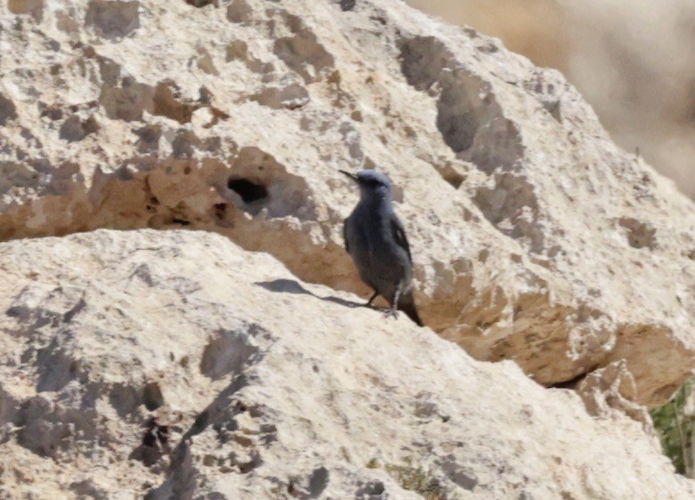 Blue Rock-Thrush - ML620288478