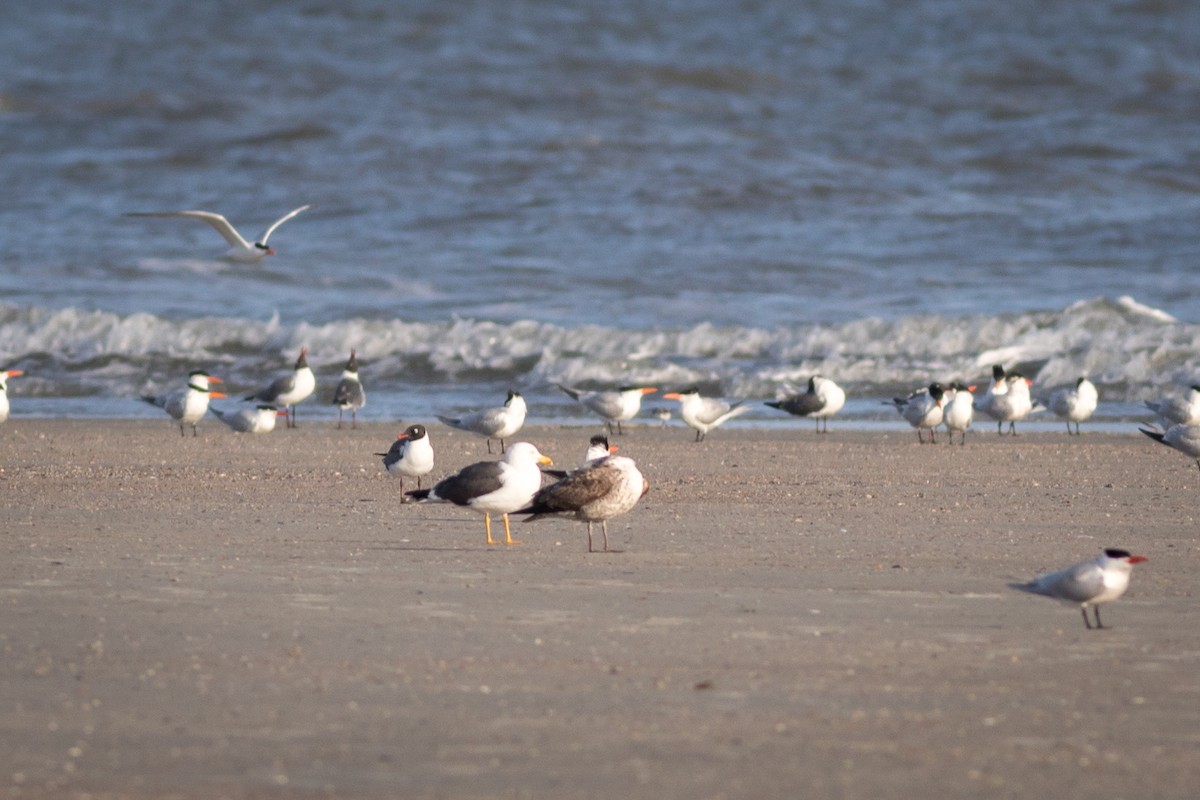 Lesser Black-backed Gull - ML620288479