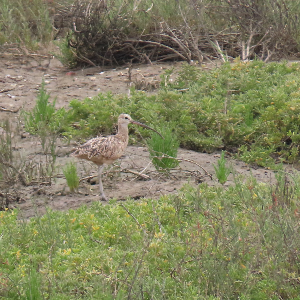 Long-billed Curlew - ML620288480