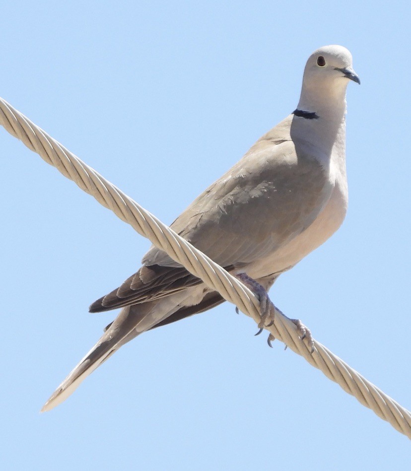 Eurasian Collared-Dove - ML620288481