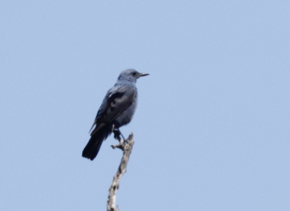 Blue Rock-Thrush - ML620288491