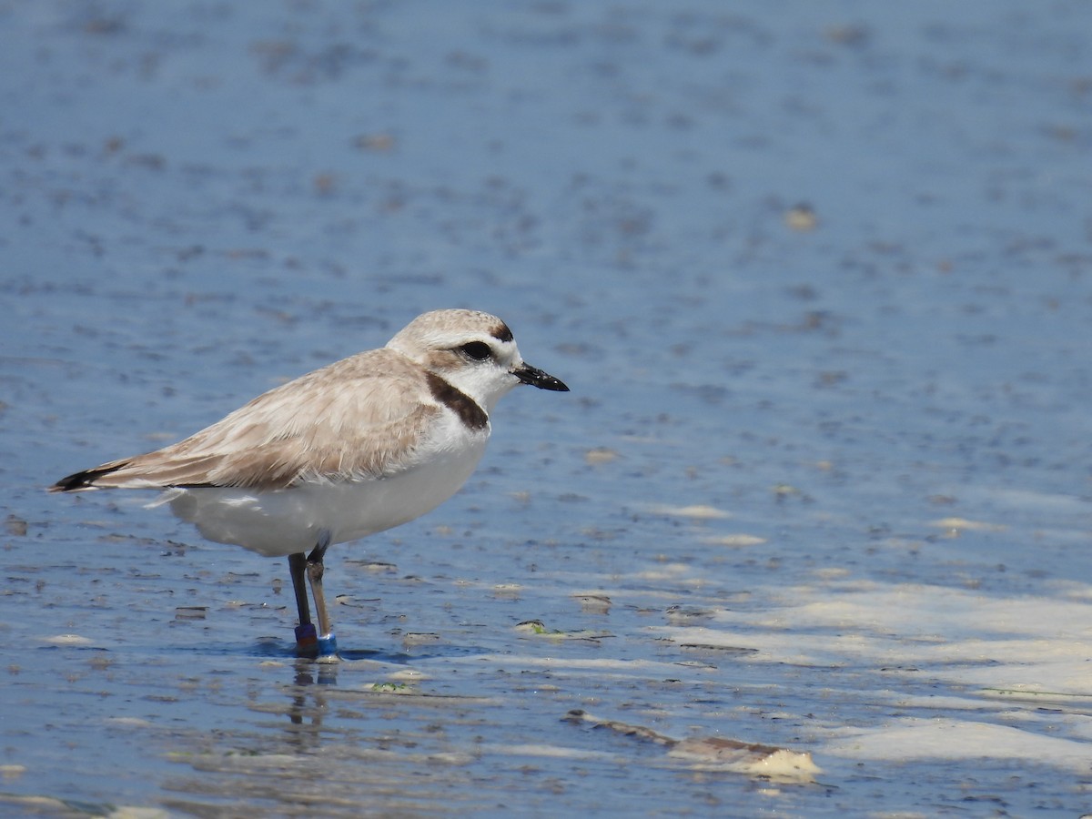 Snowy Plover - ML620288494