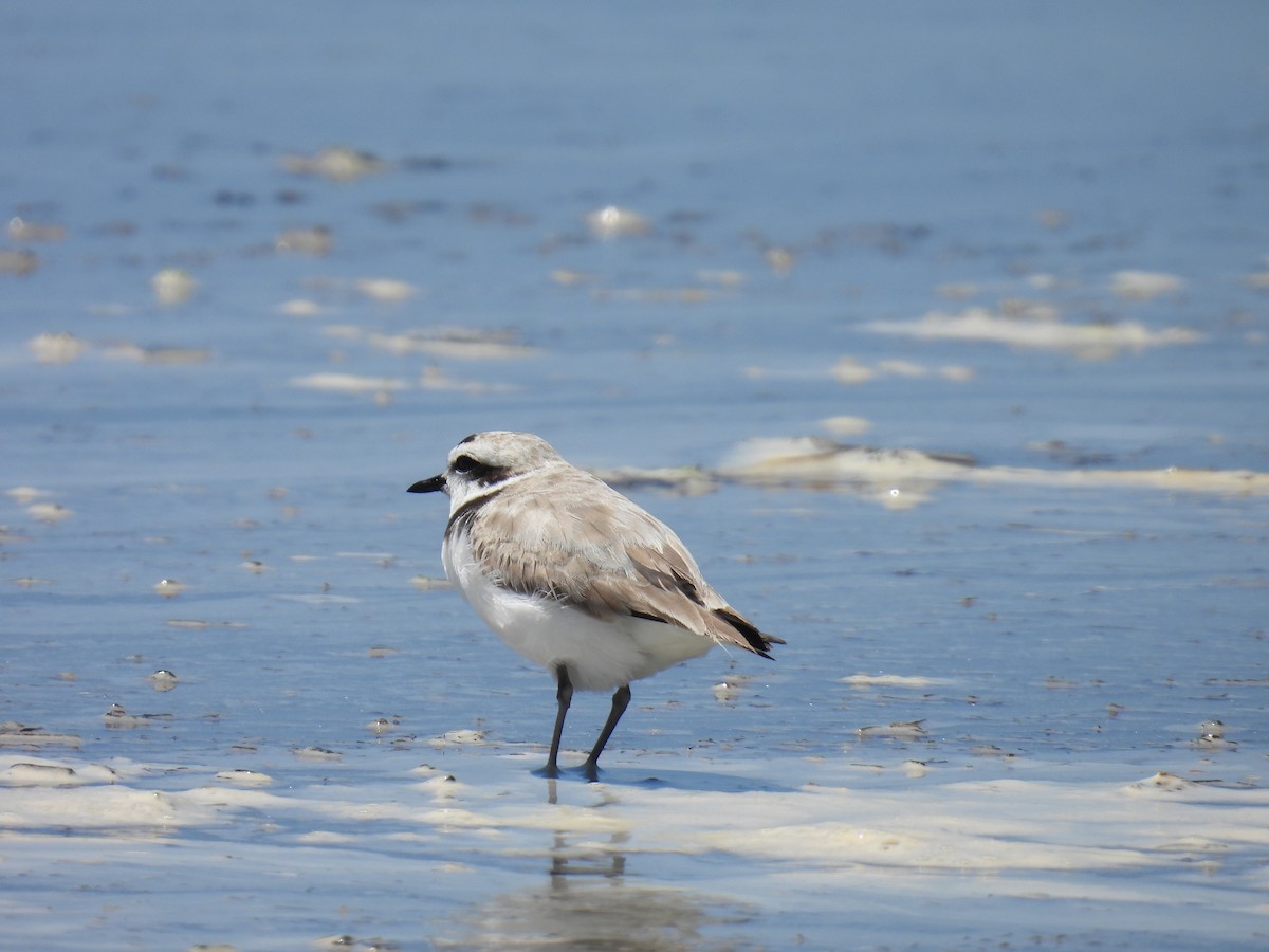 Snowy Plover - ML620288495