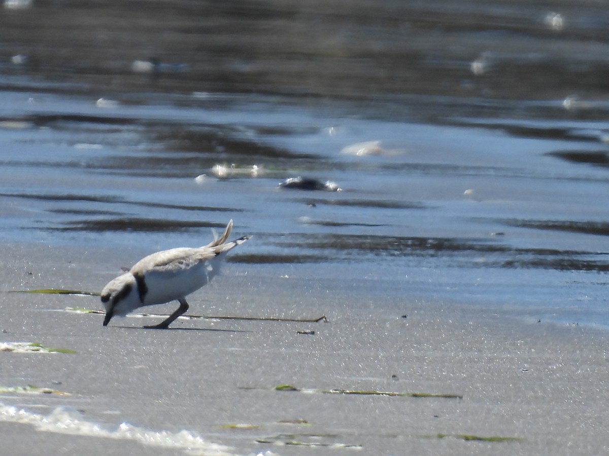 Snowy Plover - ML620288497