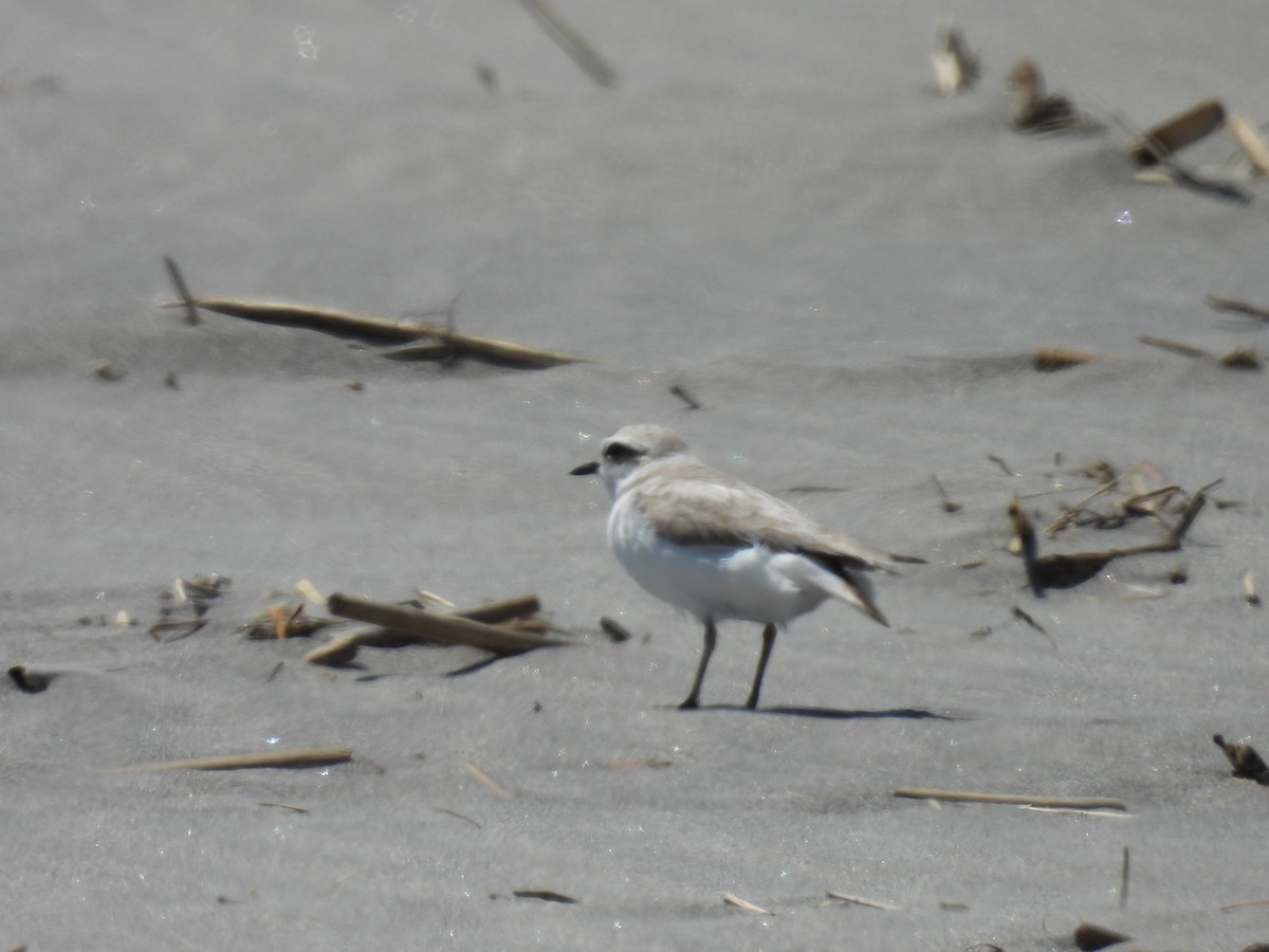 Snowy Plover - ML620288498