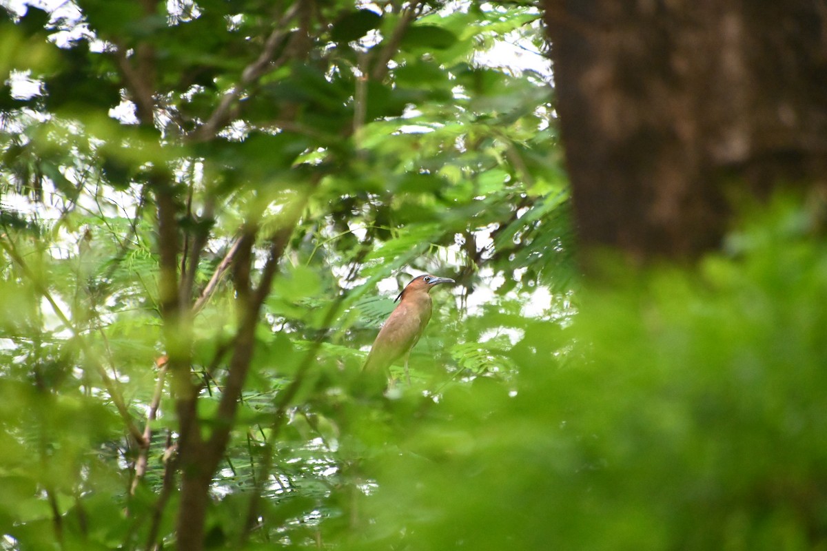 Malayan Night Heron - ML620288504