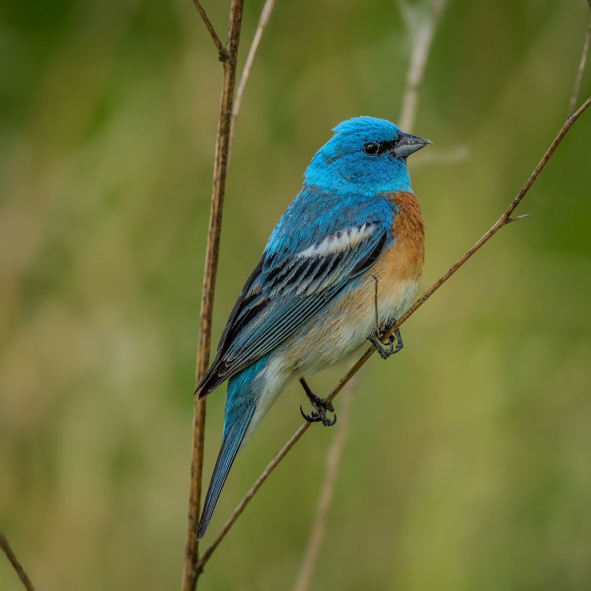 Lazuli Bunting - ML620288506