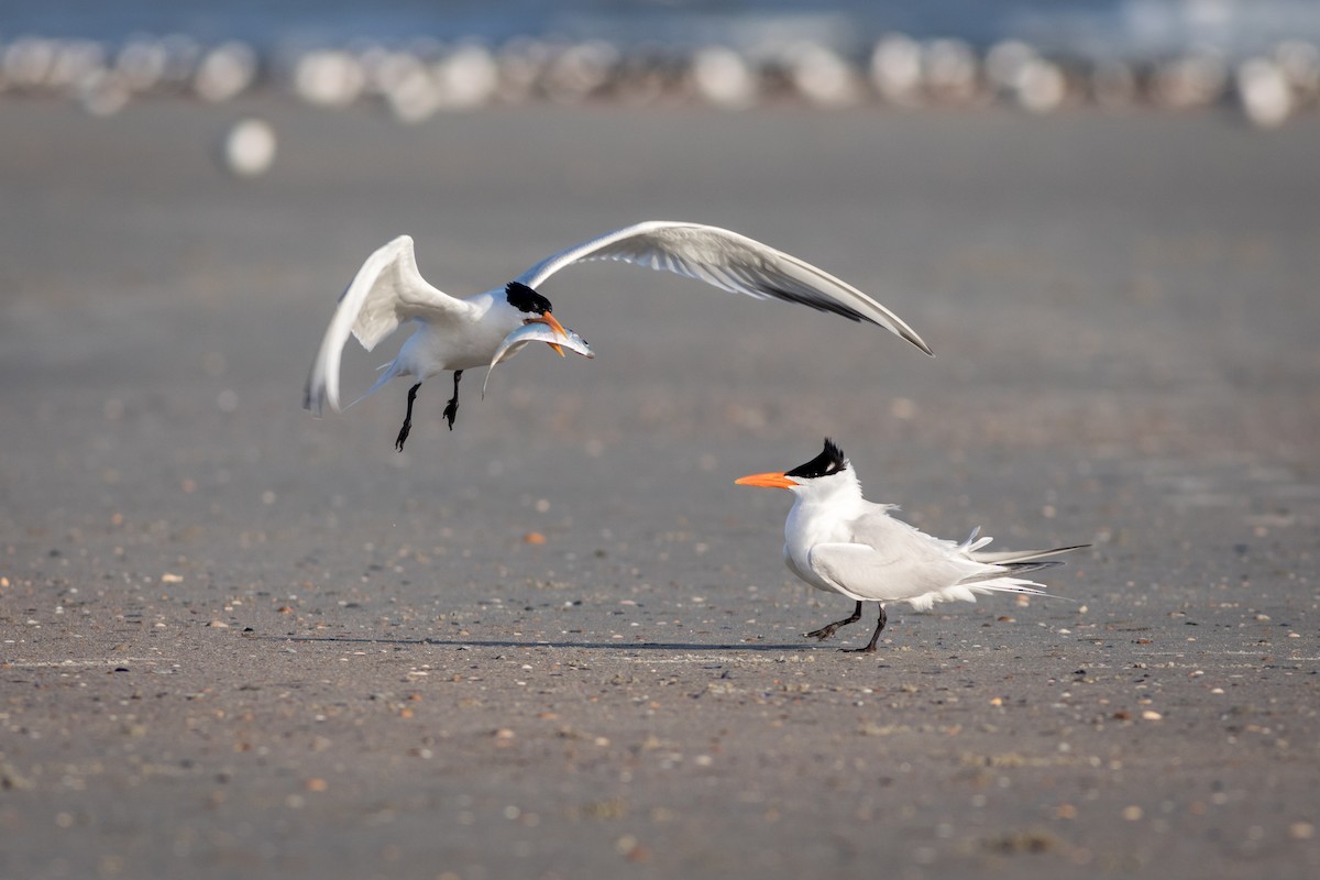 Royal Tern - ML620288514