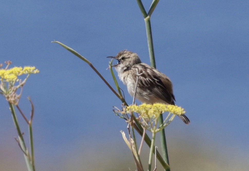 Zitting Cisticola - ML620288515