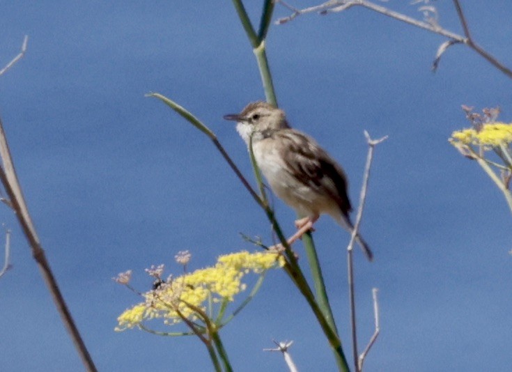 Zitting Cisticola - ML620288517