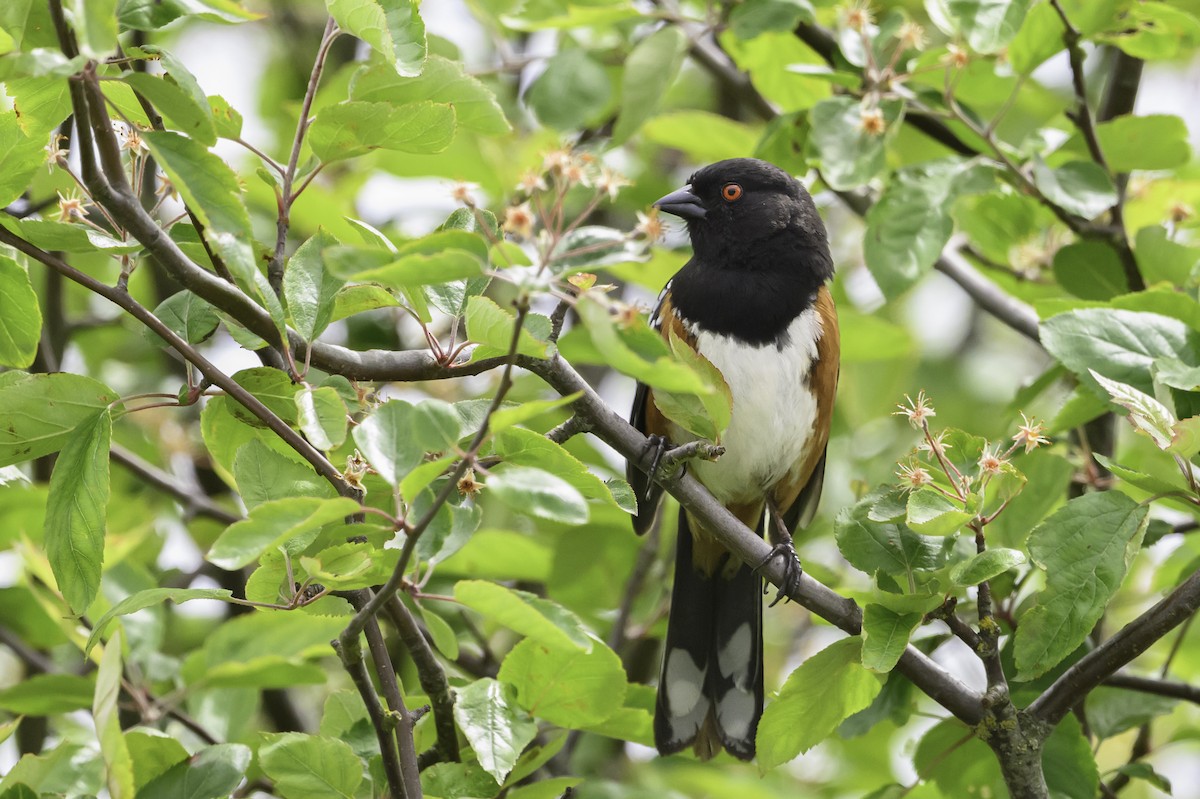 Spotted Towhee - ML620288521