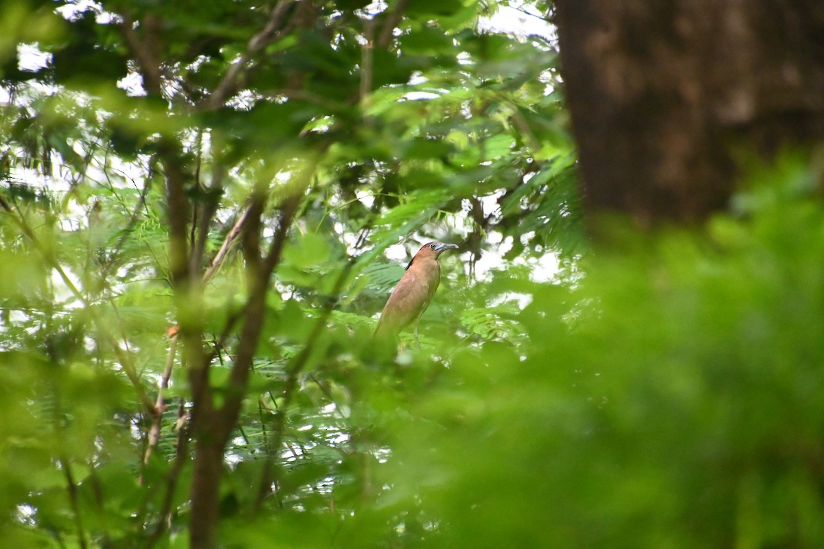 Malayan Night Heron - ML620288522