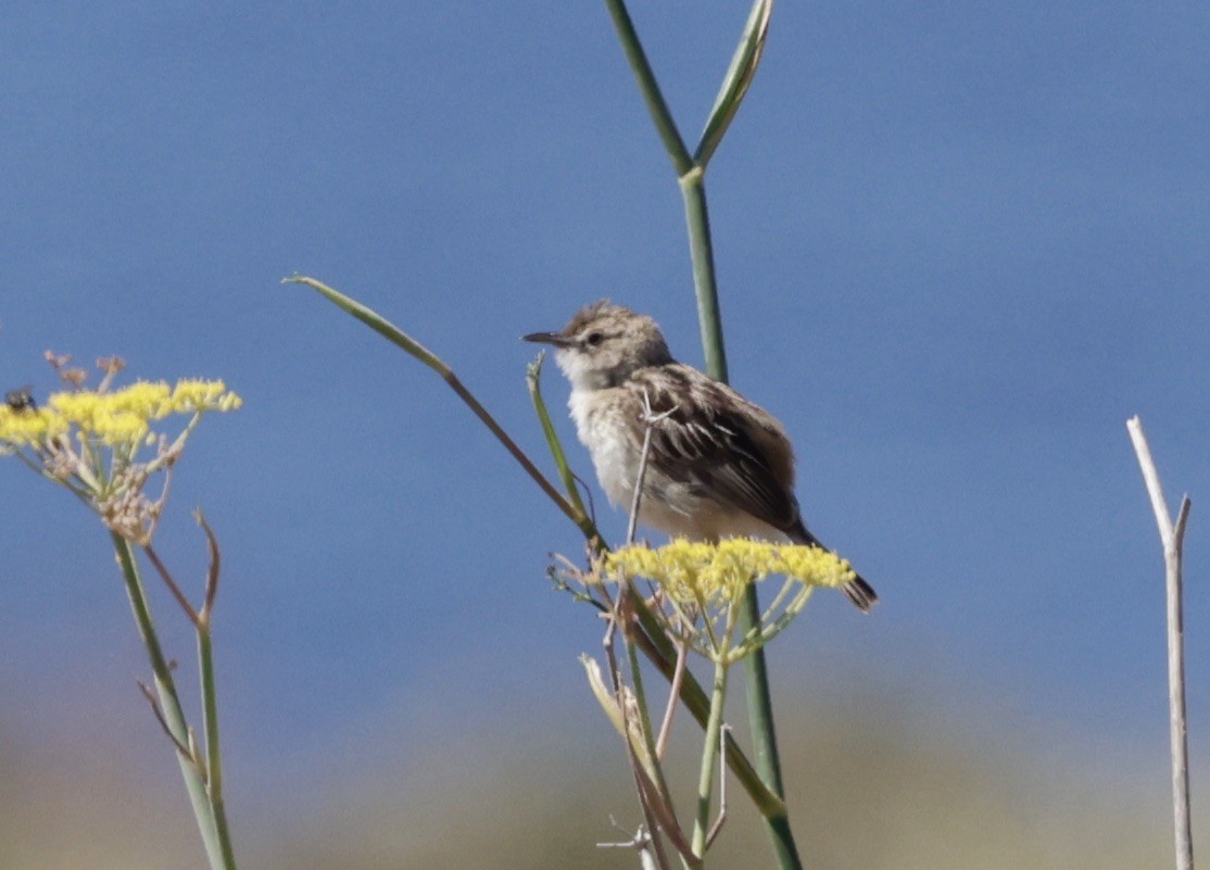 Zitting Cisticola - ML620288526