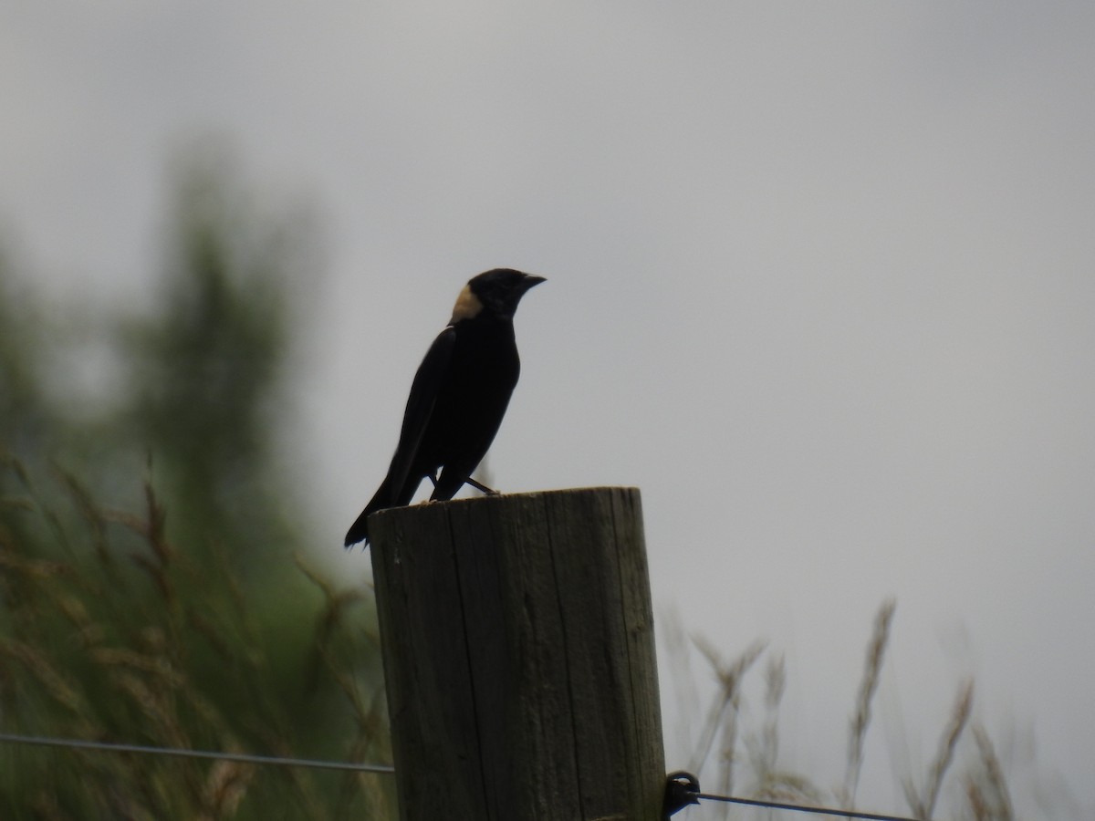 Bobolink - ML620288533