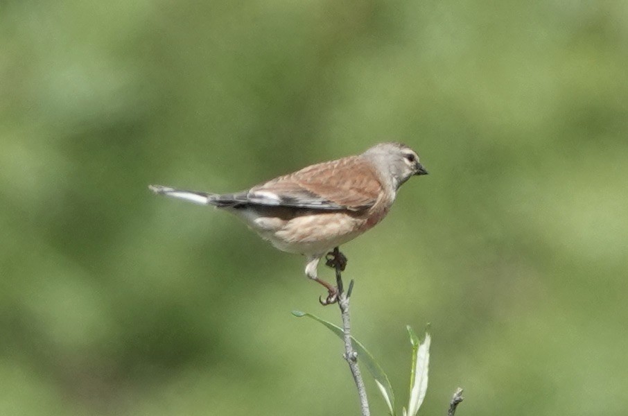 赤胸朱頂雀 - ML620288536