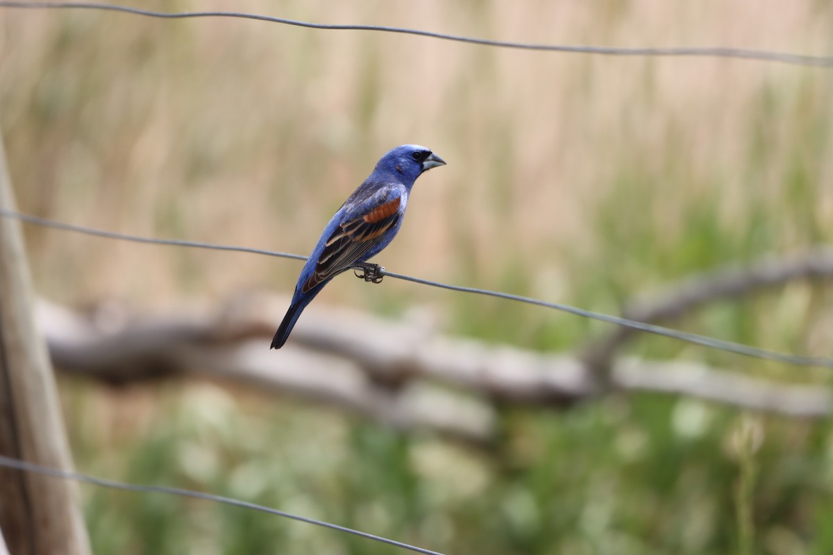 Blue Grosbeak - ML620288541