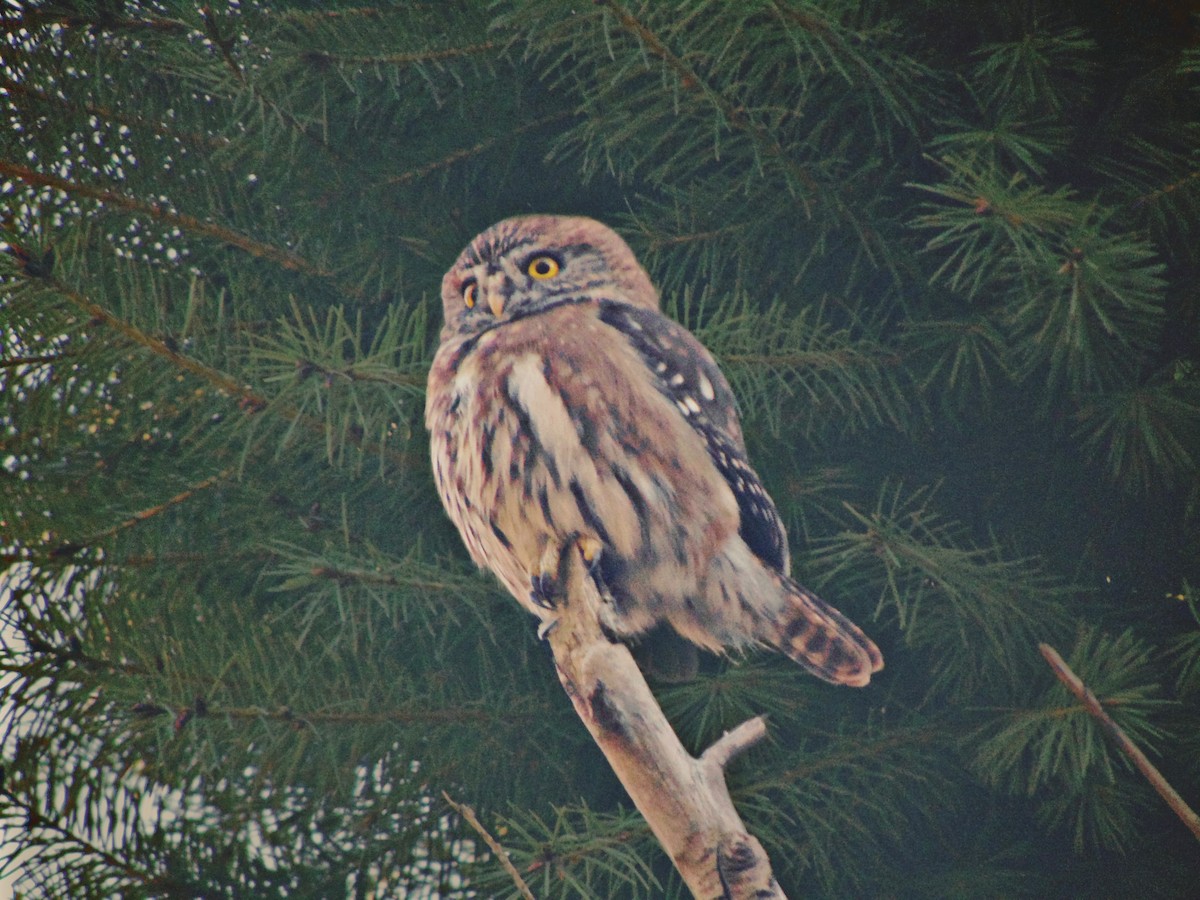 Austral Pygmy-Owl - ML620288544