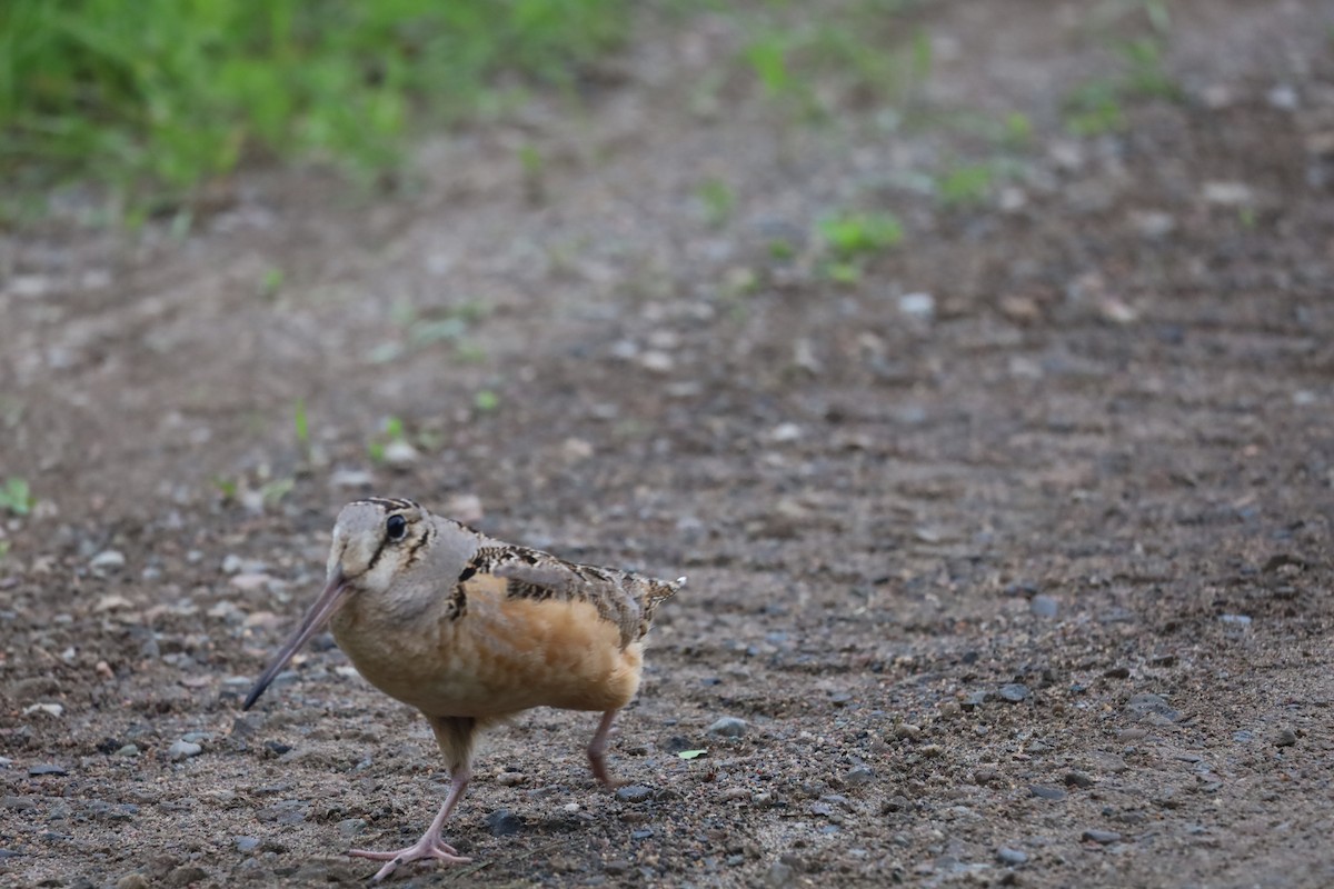 American Woodcock - ML620288558