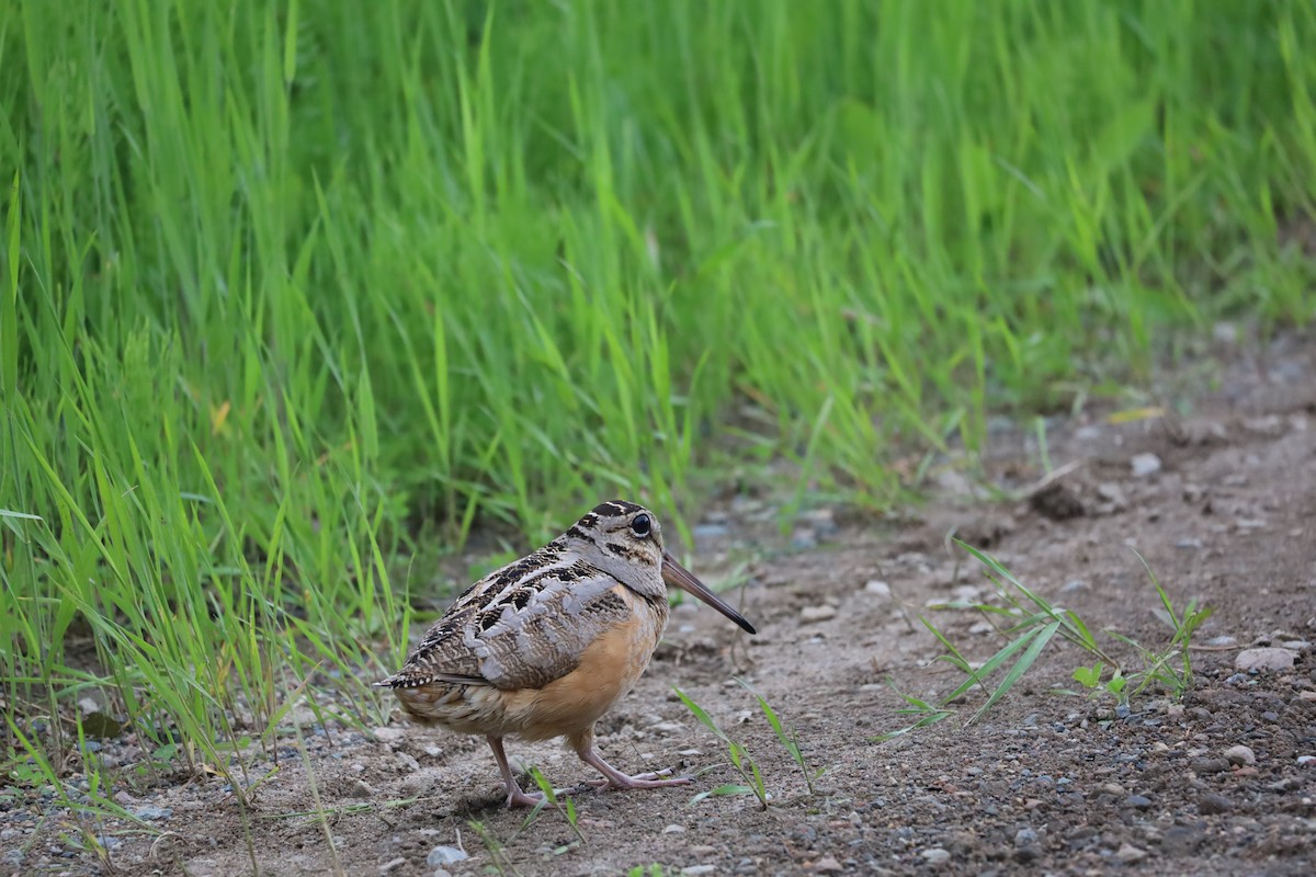 American Woodcock - ML620288559