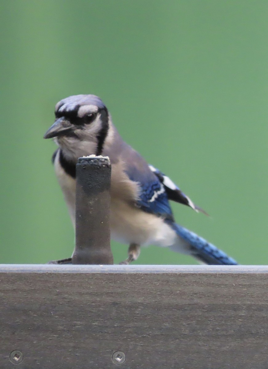 Blue Jay - ML620288560