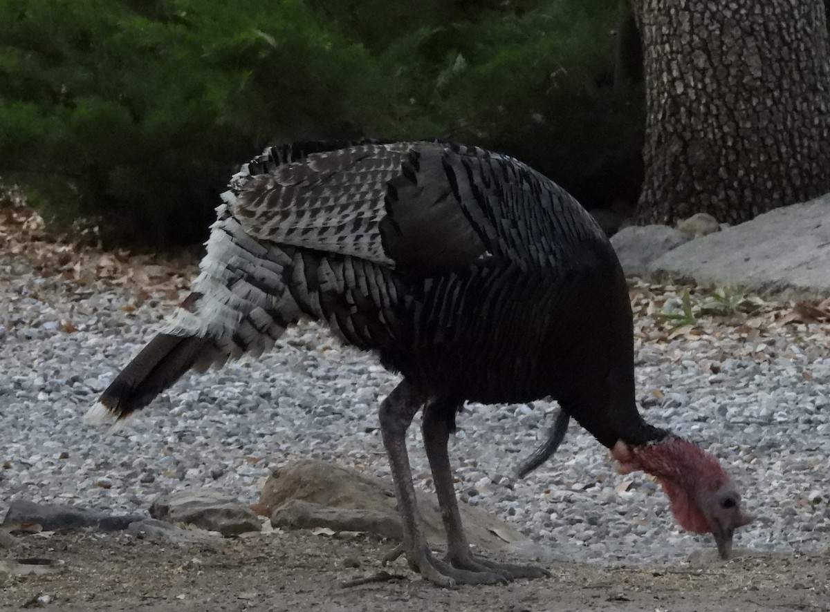 Wild Turkey - ML620288562