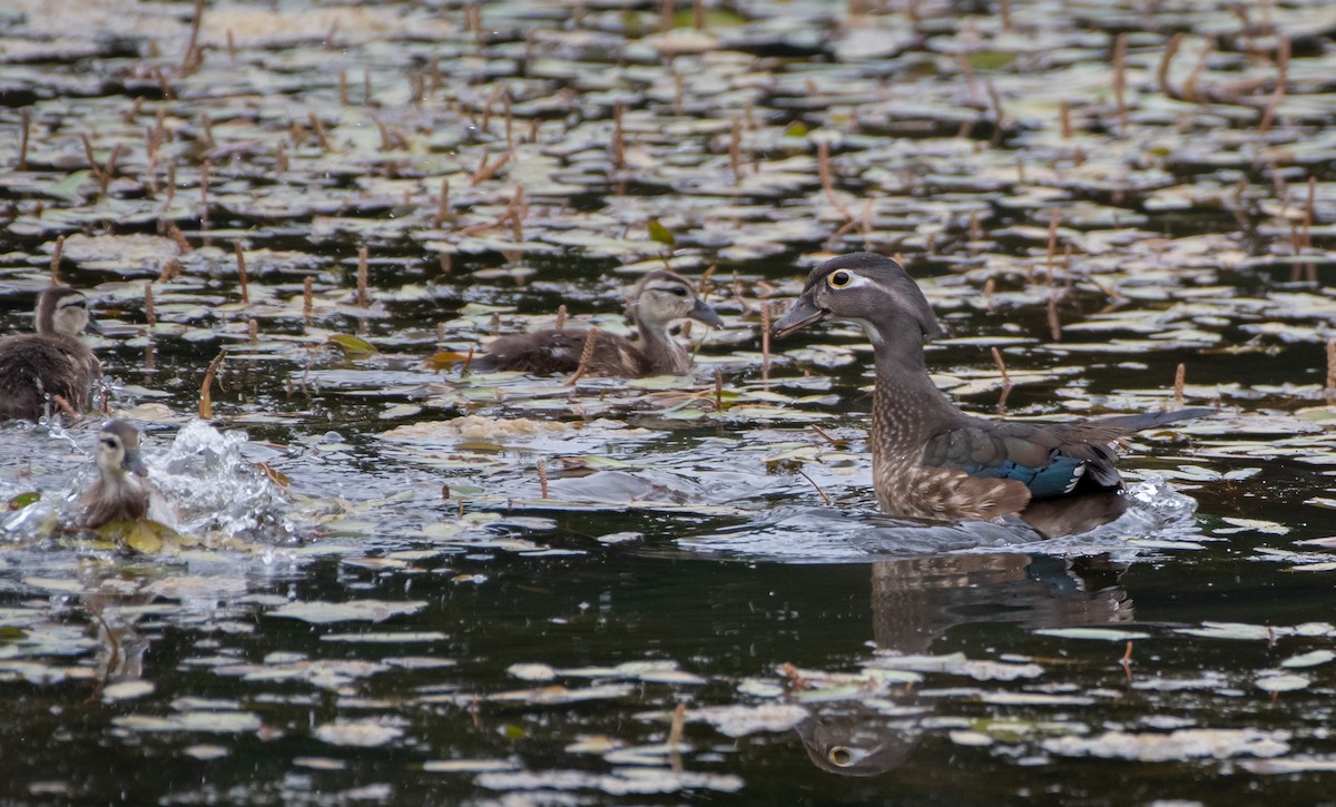 Wood Duck - ML620288572