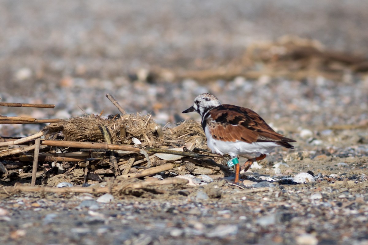 Ruddy Turnstone - ML620288573