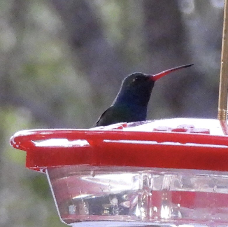 Broad-billed Hummingbird - ML620288577