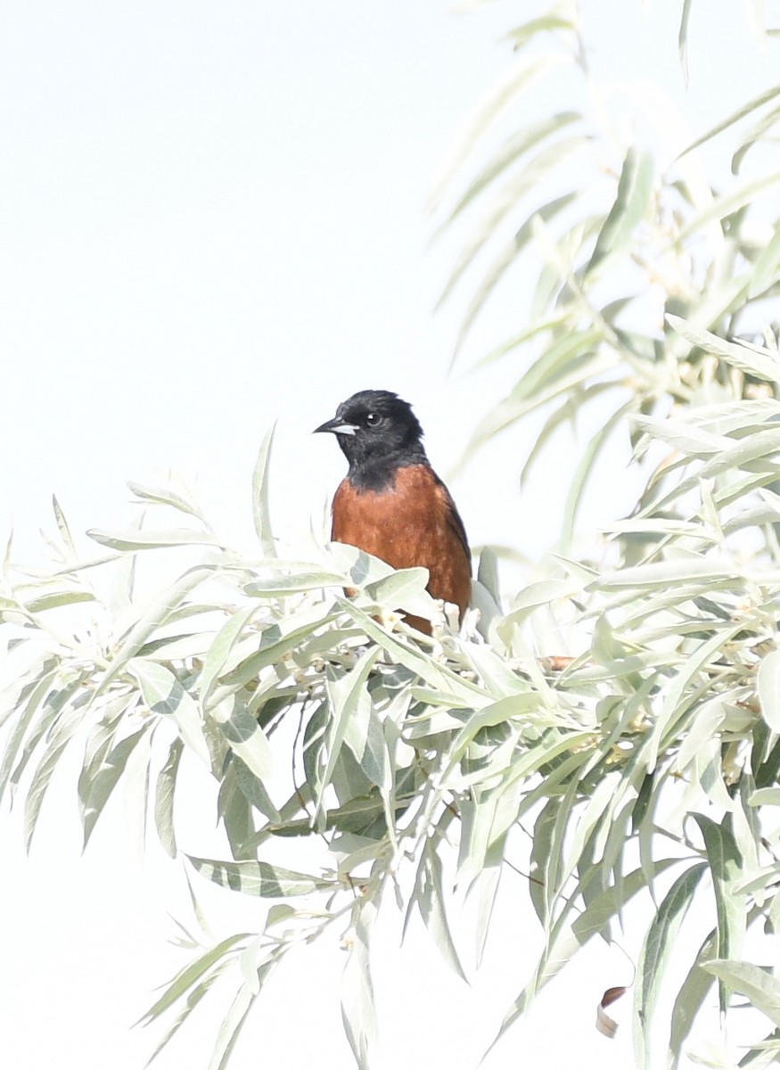 Orchard Oriole - ML620288579