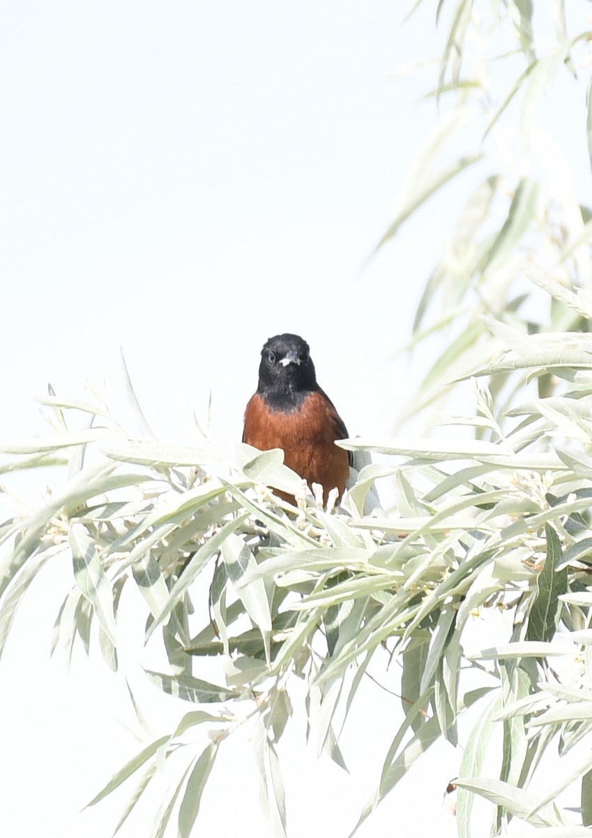 Orchard Oriole - ML620288580