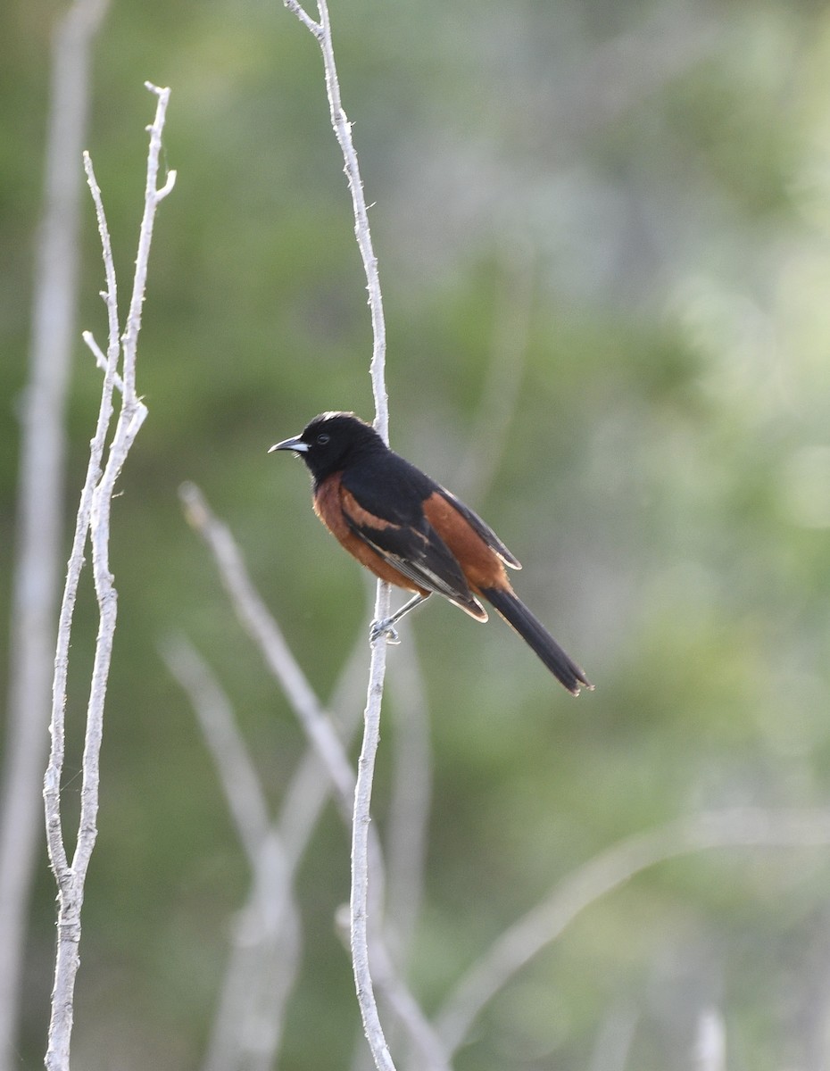 Orchard Oriole - ML620288581