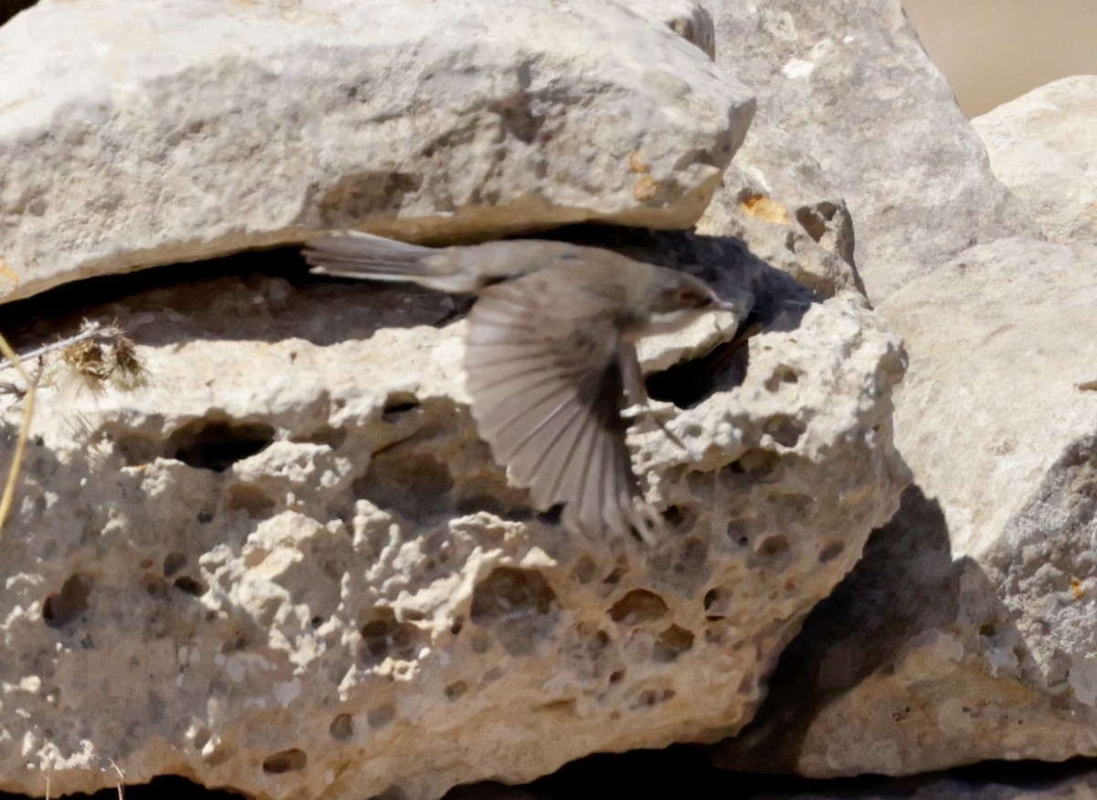 Sardinian Warbler - ML620288582