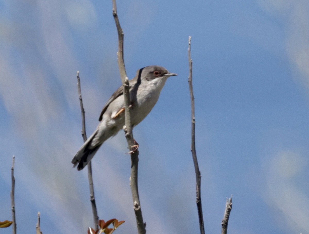 Sardinian Warbler - ML620288583