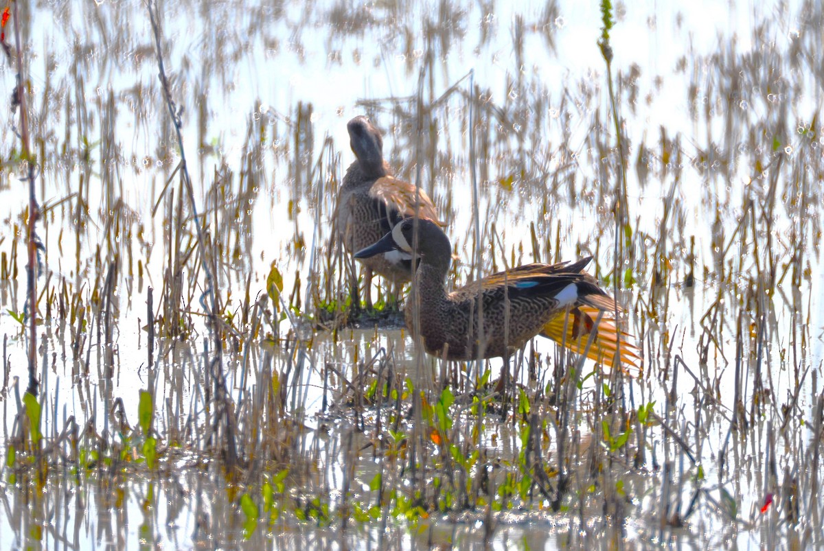 Blue-winged Teal - ML620288584