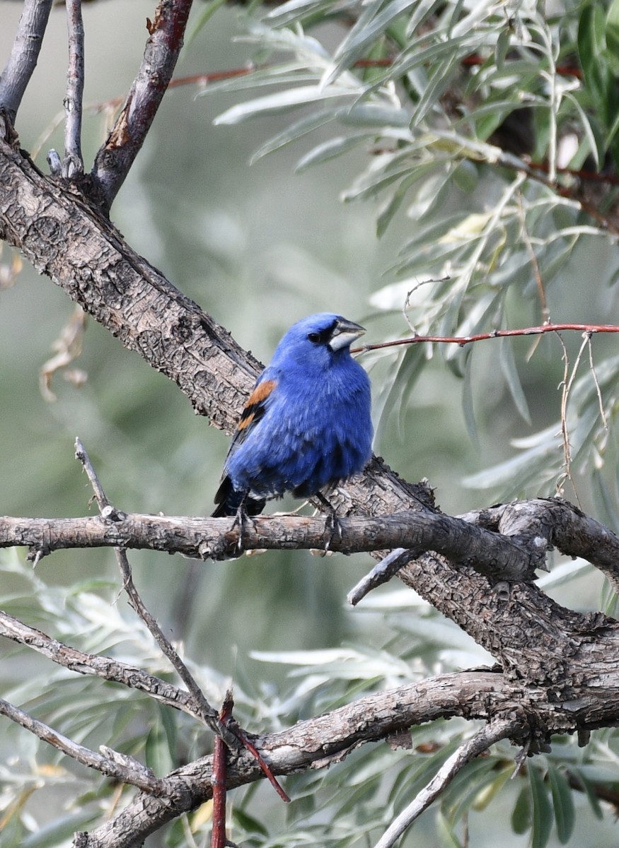 Blue Grosbeak - Josh Bruening