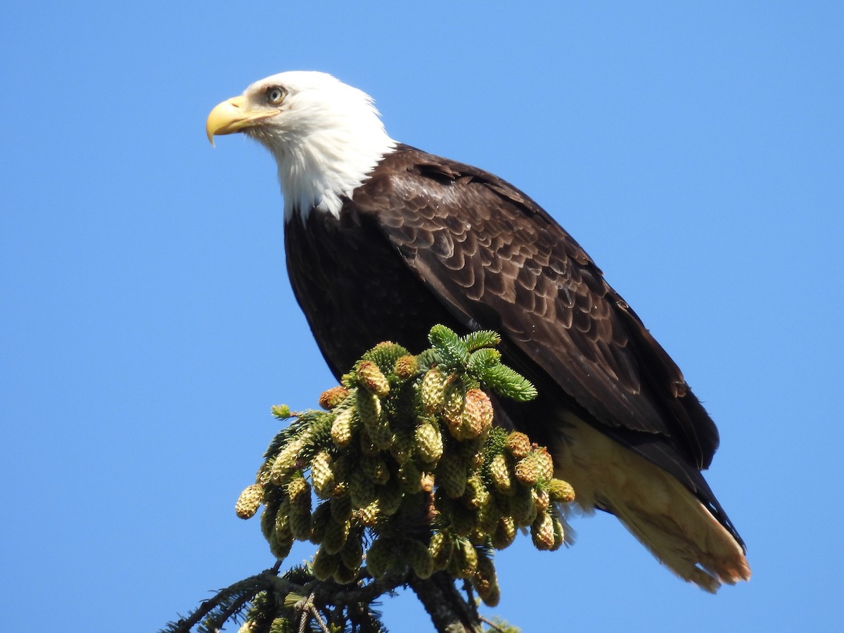 Bald Eagle - ML620288587