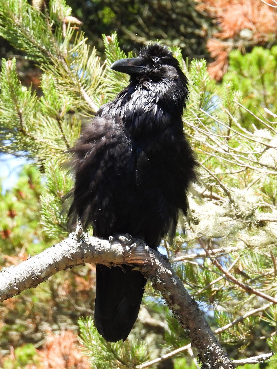 Common Raven - ML620288588